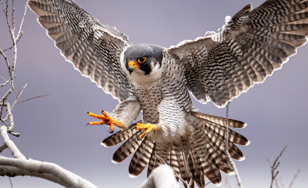 Peregrine Falcon jigsaw puzzle in Animals puzzles on TheJigsawPuzzles.com