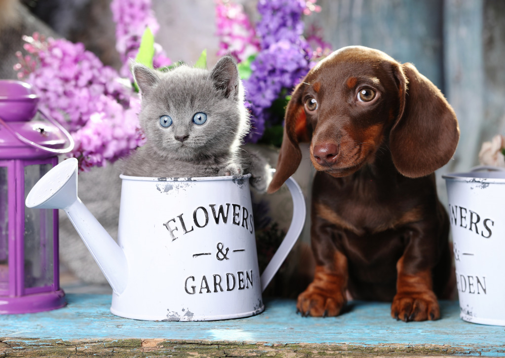 Dachshund Puppy and Scottish Kitten jigsaw puzzle in Puzzle of the Day puzzles on TheJigsawPuzzles.com