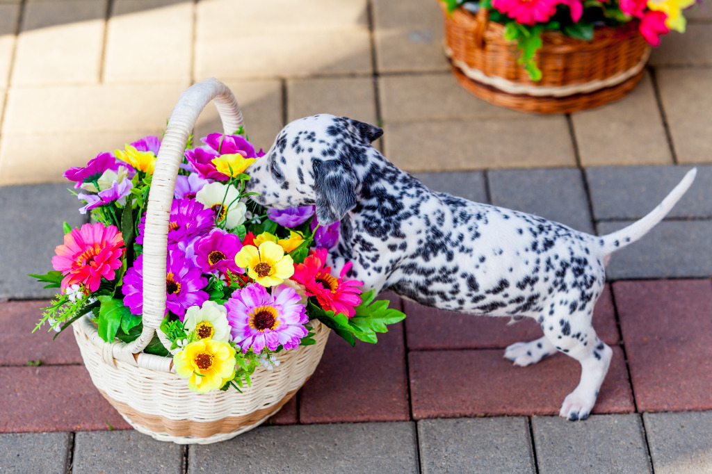 Dalmatian Puppy jigsaw puzzle in Animals puzzles on TheJigsawPuzzles.com