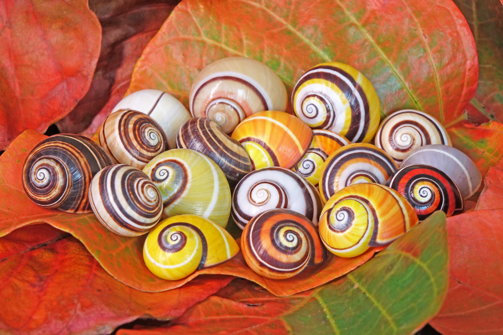 Cuban Snails jigsaw puzzle in Animals puzzles on TheJigsawPuzzles.com