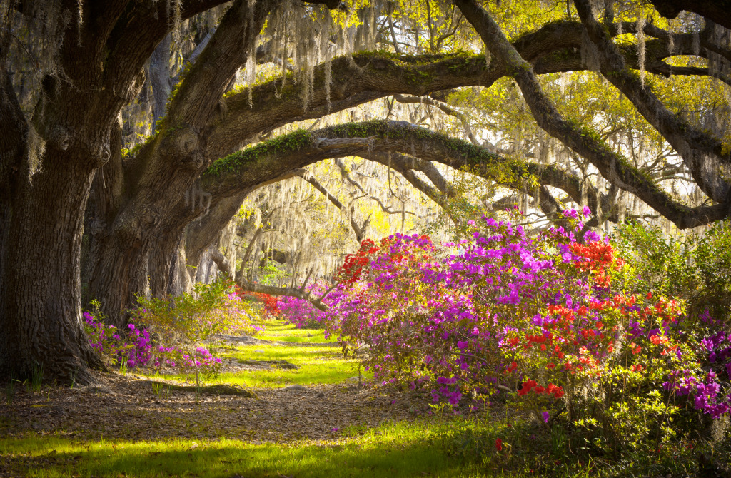 Oak Trees and Azalea, Charleston SC jigsaw puzzle in Great Sightings puzzles on TheJigsawPuzzles.com