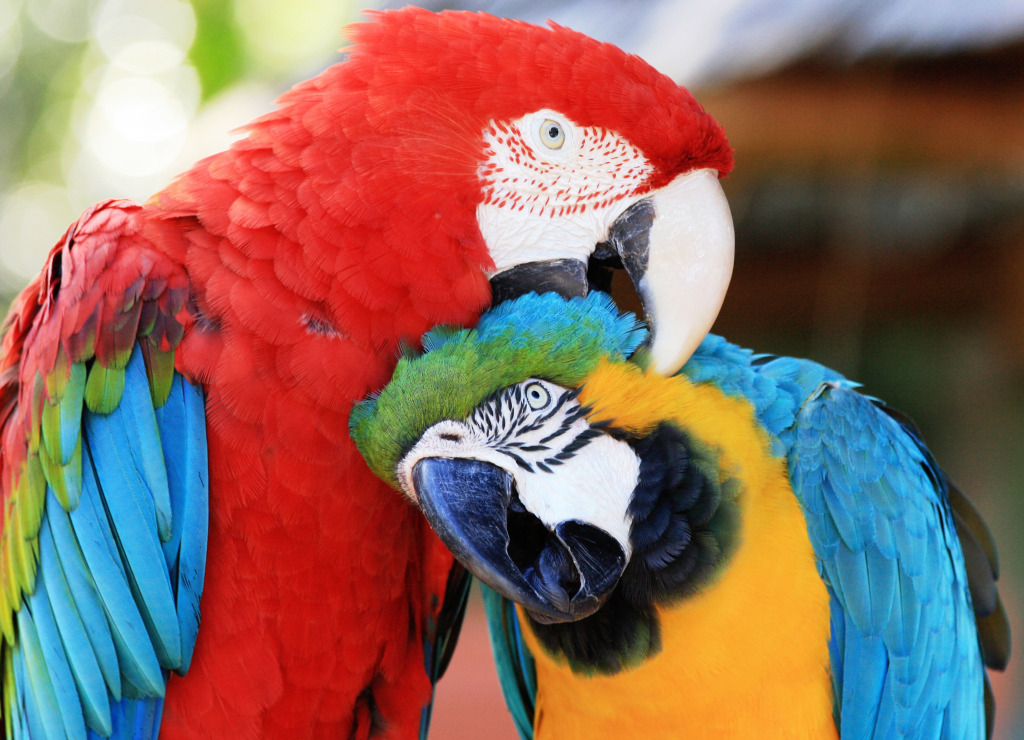 Two Colorful Macaws in Sarasota jigsaw puzzle in Animals puzzles on TheJigsawPuzzles.com