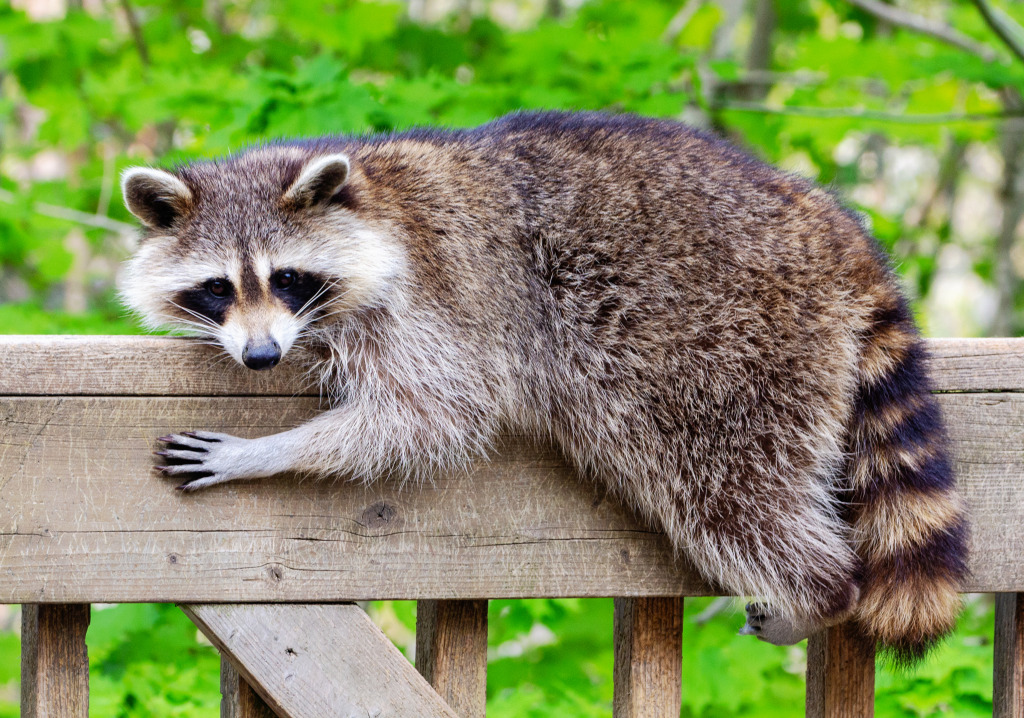 Raccoon Resting on the Railing jigsaw puzzle in Animals puzzles on TheJigsawPuzzles.com
