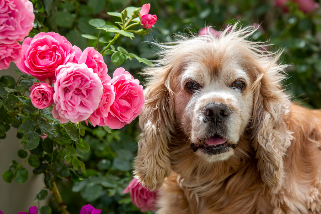 Cute Dog Portrait jigsaw puzzle in Animals puzzles on TheJigsawPuzzles.com