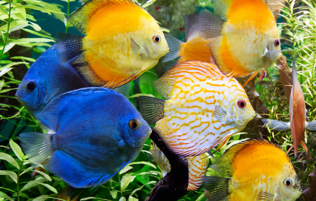 Colorful Fish in the Aquarium jigsaw puzzle in Under the Sea puzzles on TheJigsawPuzzles.com