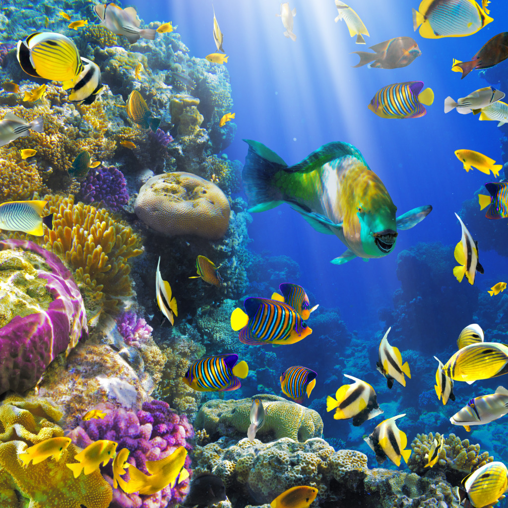 Tropical Fish on a Coral Reef jigsaw puzzle in Under the Sea puzzles on TheJigsawPuzzles.com