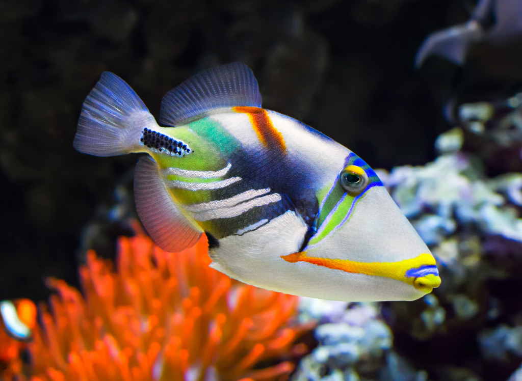 White-Banded Triggerfish jigsaw puzzle in Under the Sea puzzles on TheJigsawPuzzles.com