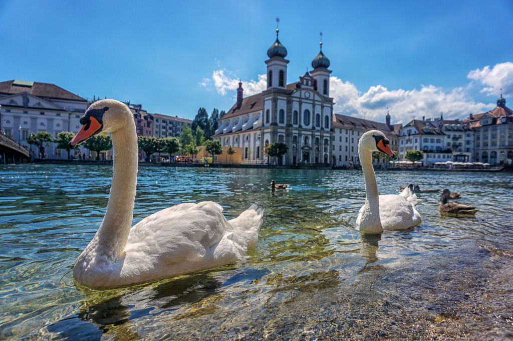 Swans Swimming in Luzern, Switzerland jigsaw puzzle in Animals puzzles on TheJigsawPuzzles.com