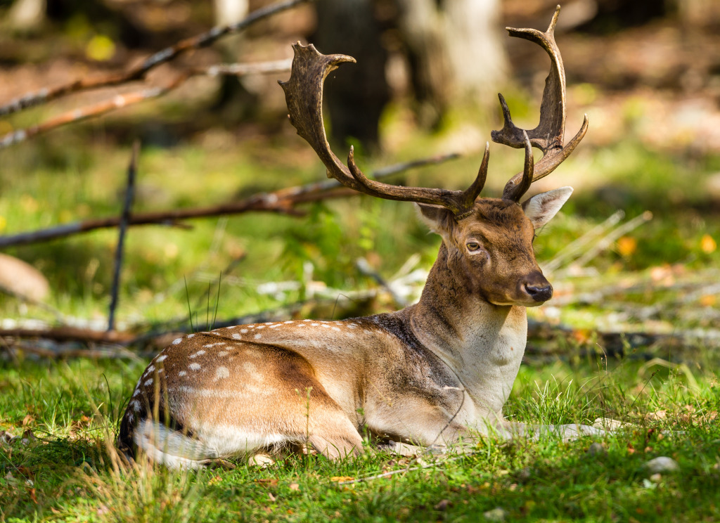 Spotted Deer, North Quebec, Canada jigsaw puzzle in Animals puzzles on TheJigsawPuzzles.com