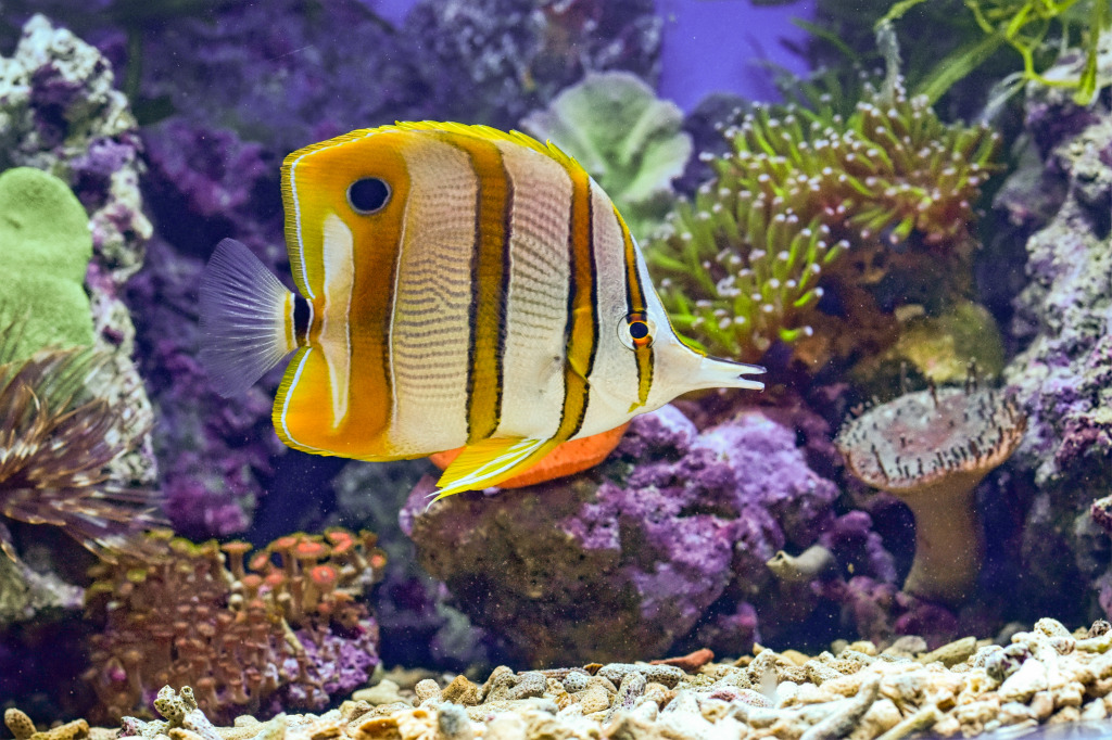 Butterflyfish jigsaw puzzle in Under the Sea puzzles on TheJigsawPuzzles.com