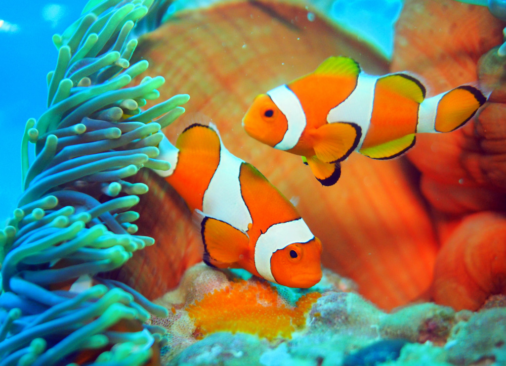 Clownfish Guarding Eggs jigsaw puzzle in Under the Sea puzzles on TheJigsawPuzzles.com