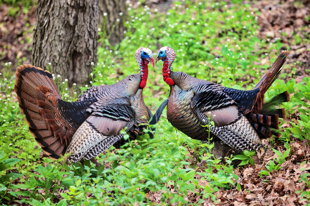 Wild Turkeys jigsaw puzzle in Animals puzzles on TheJigsawPuzzles.com