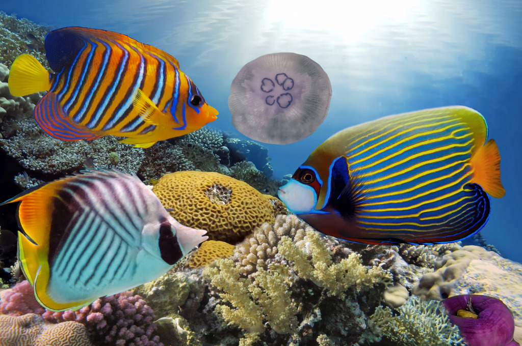 Corals and Tropical Fish jigsaw puzzle in Under the Sea puzzles on TheJigsawPuzzles.com