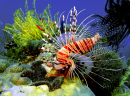 Lion Fish, Borneo Island