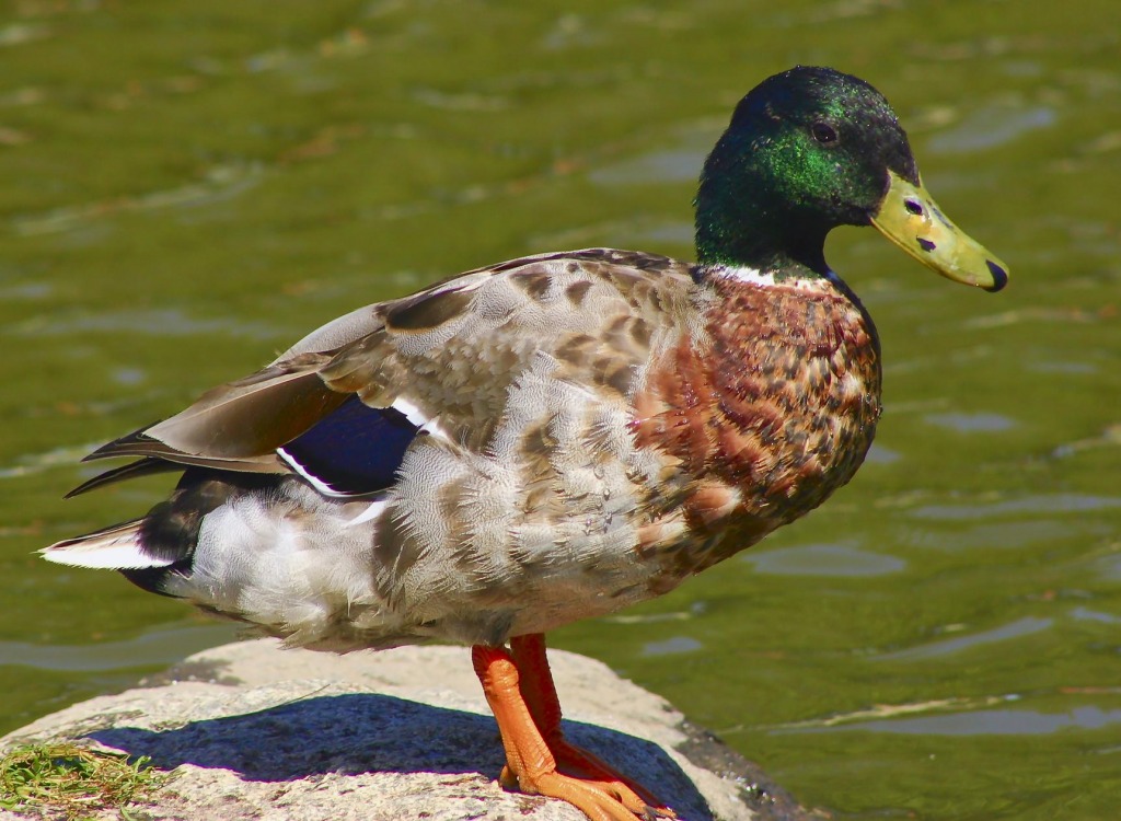 Meet Mr. Mallard jigsaw puzzle in Animals puzzles on TheJigsawPuzzles.com