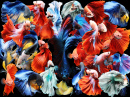 Siamese Fighting Fish