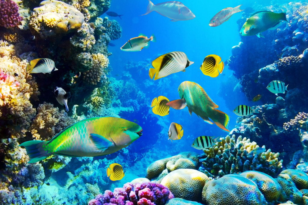 Tropical Fish on a Coral Reef jigsaw puzzle in Under the Sea puzzles on TheJigsawPuzzles.com