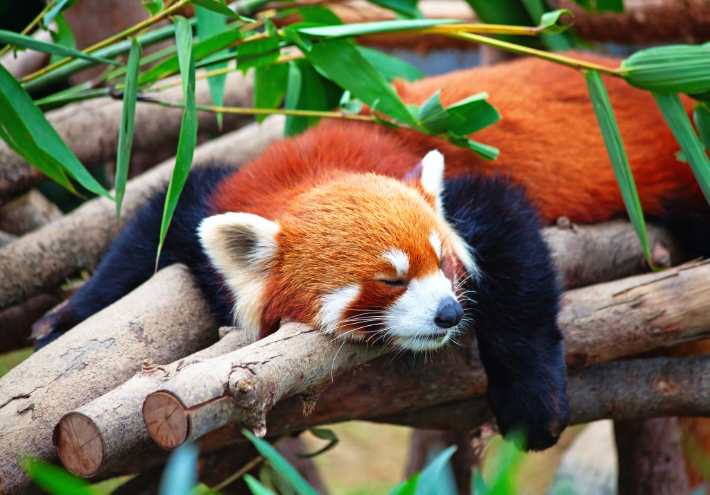 Red Panda Sleeping on a Tree jigsaw puzzle in Animals puzzles on TheJigsawPuzzles.com