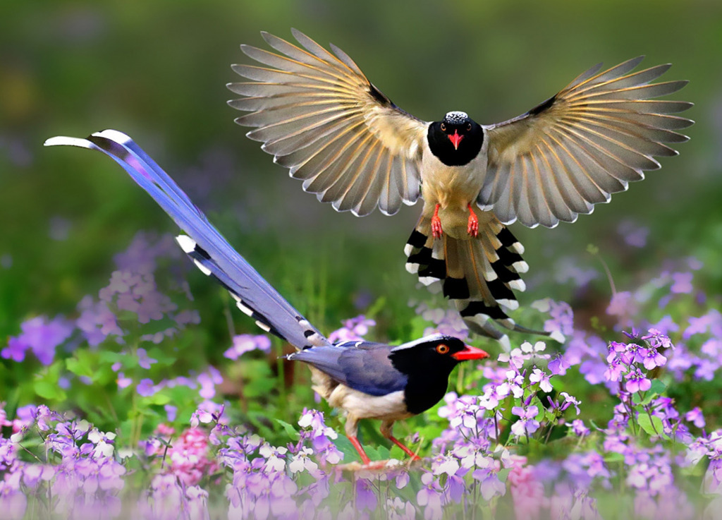 Red-Billed Blue Magpie jigsaw puzzle in Animals puzzles on TheJigsawPuzzles.com