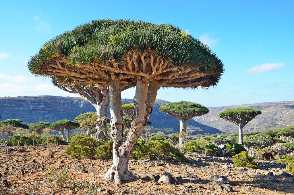 Dragon Trees, Socotra Island, Yemen jigsaw puzzle in Great Sightings puzzles on TheJigsawPuzzles.com