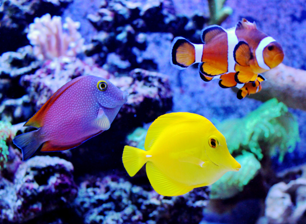 Coral Reef Aquarium jigsaw puzzle in Under the Sea puzzles on TheJigsawPuzzles.com