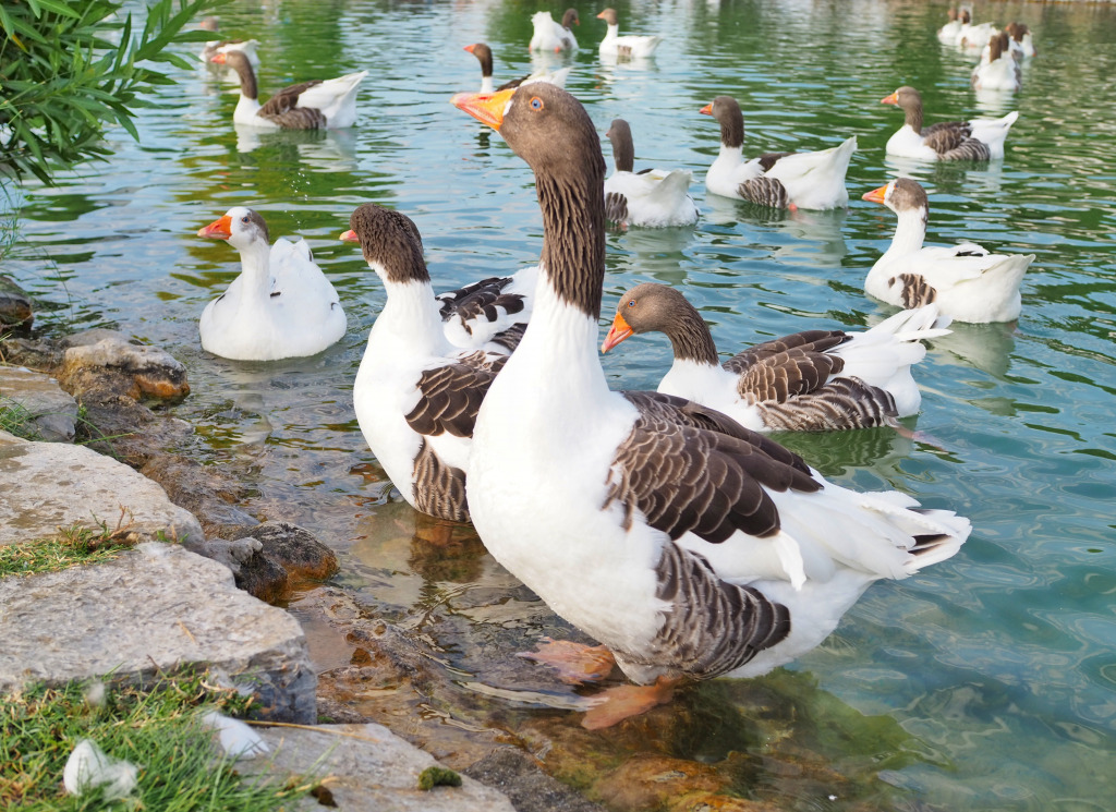 Geese jigsaw puzzle in Animals puzzles on TheJigsawPuzzles.com