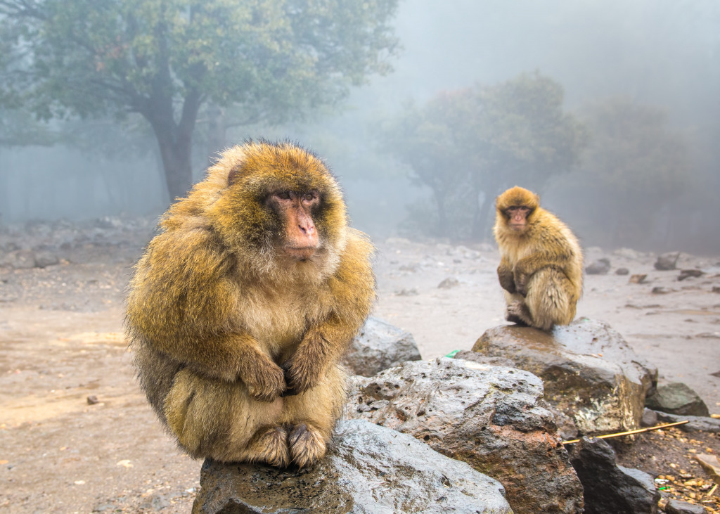 Barbary Macaque Monkeys in Morocco jigsaw puzzle in Animals puzzles on TheJigsawPuzzles.com