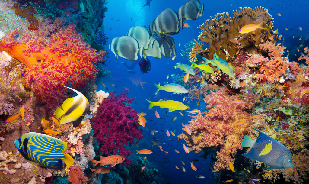 Coral and Fish in the Red Sea, Egypt jigsaw puzzle in Under the Sea puzzles on TheJigsawPuzzles.com