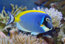 Powder Blue Tang