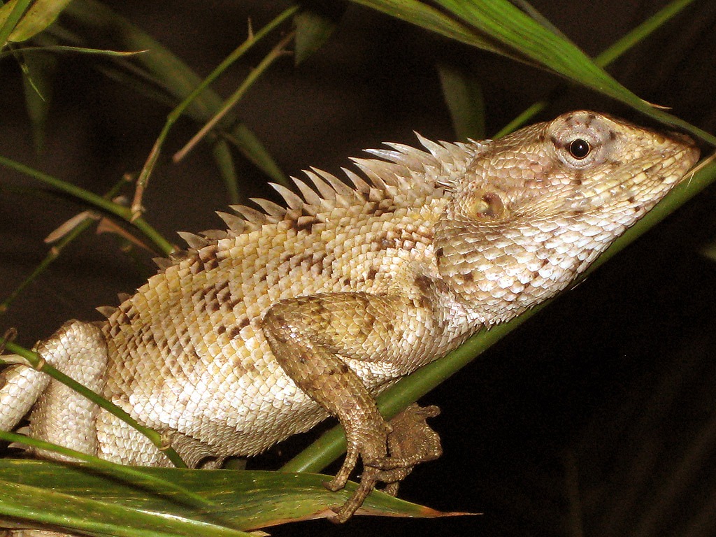 Chameleon Lizard jigsaw puzzle in Animals puzzles on TheJigsawPuzzles.com