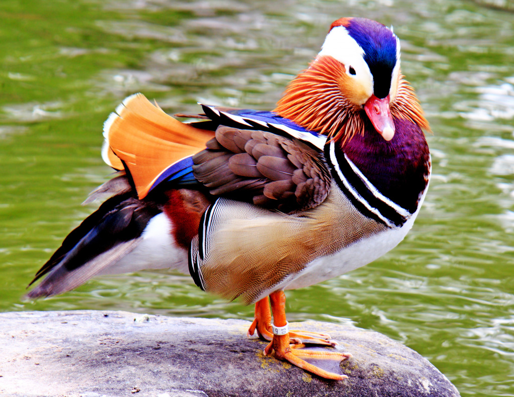 Mandarin Duck jigsaw puzzle in Puzzle of the Day puzzles on TheJigsawPuzzles.com