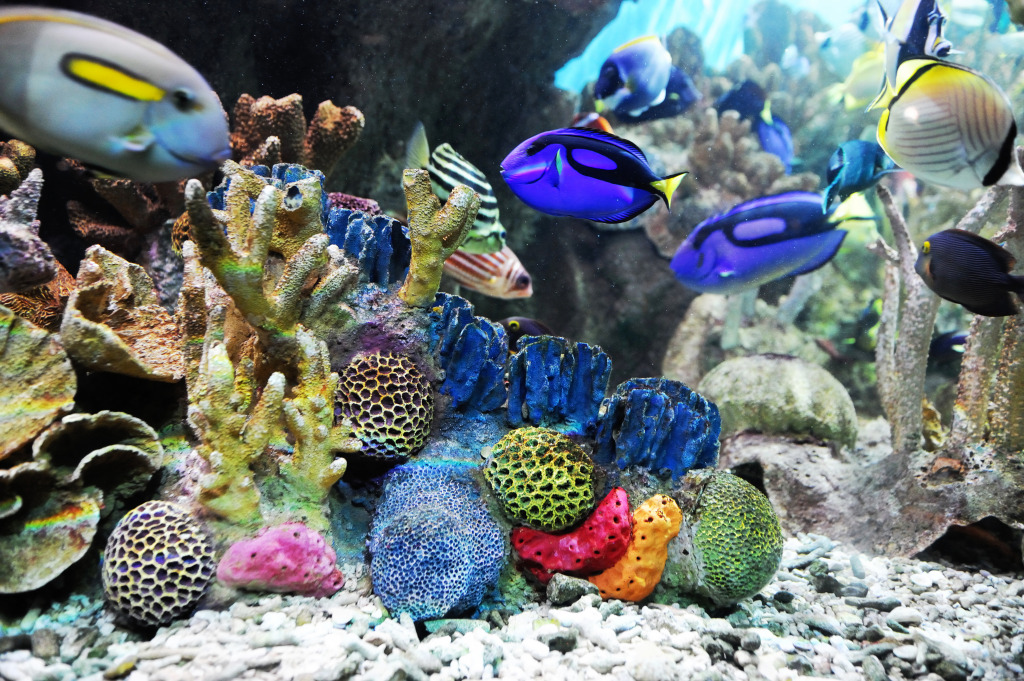 Colorful Coral Reef jigsaw puzzle in Under the Sea puzzles on TheJigsawPuzzles.com