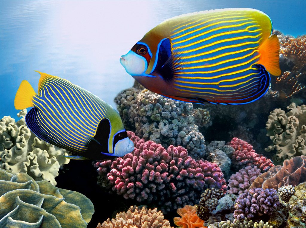 Emperor Angelfish, Red Sea jigsaw puzzle in Under the Sea puzzles on TheJigsawPuzzles.com