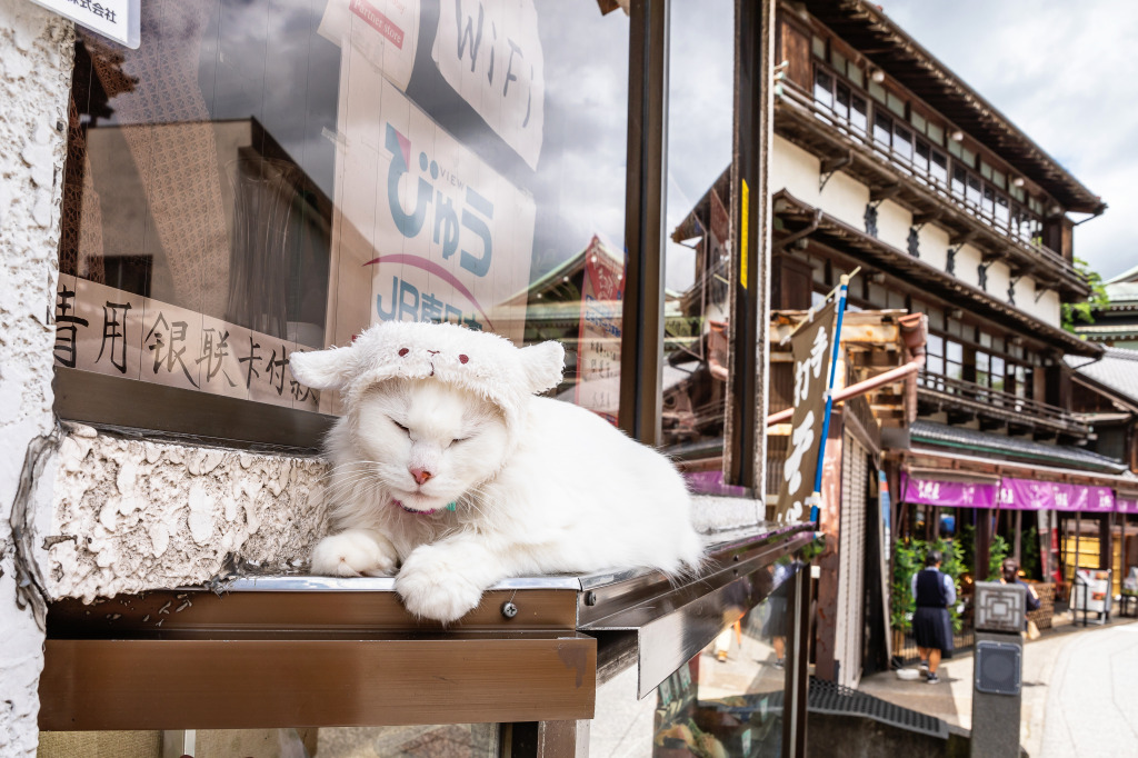 Sleeping Cat, Chiba, Japan jigsaw puzzle in Animals puzzles on TheJigsawPuzzles.com