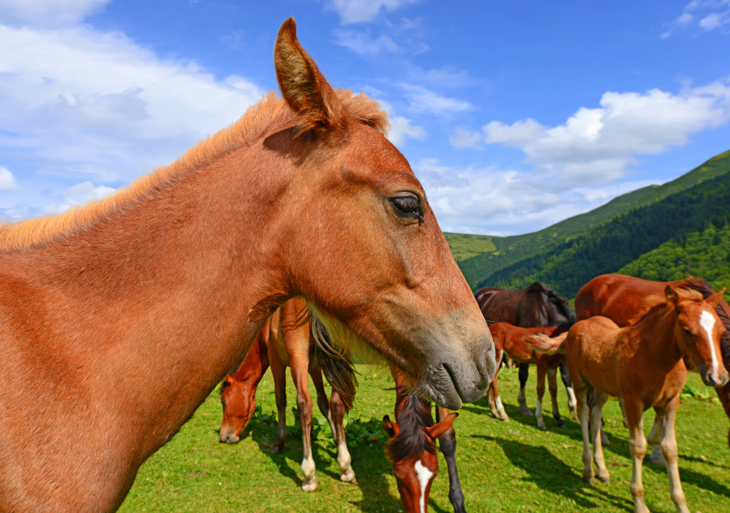 Mountain Pasture jigsaw puzzle in Animals puzzles on TheJigsawPuzzles.com