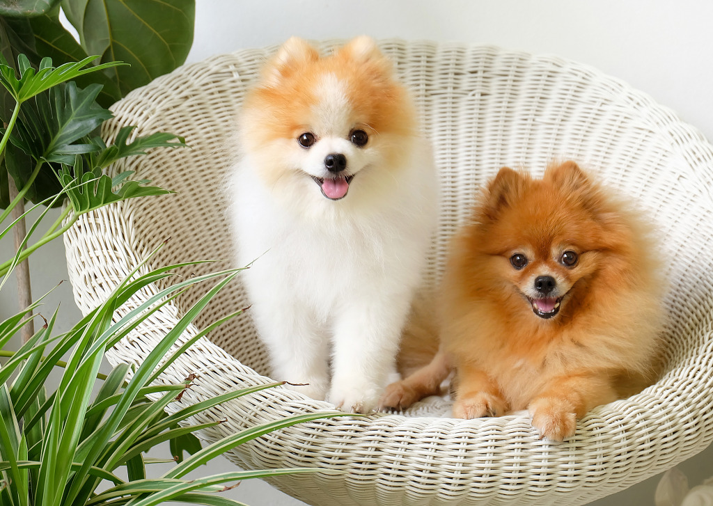 Pomeranian Dogs jigsaw puzzle in Animals puzzles on TheJigsawPuzzles.com