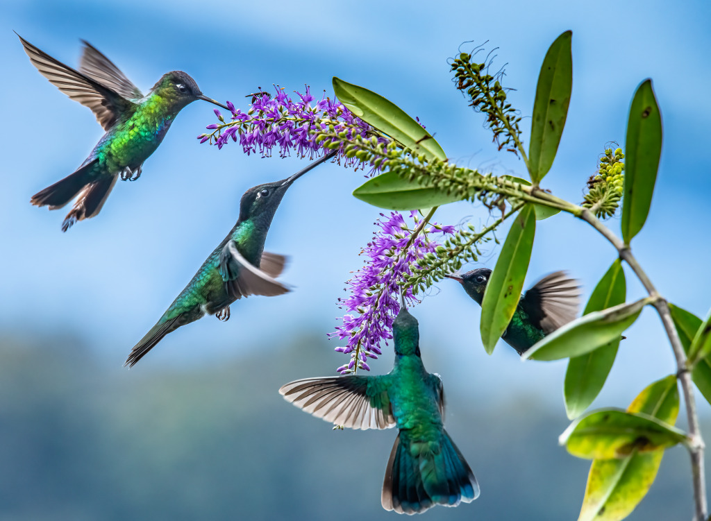 Violet Sabrewing Hummingbirds jigsaw puzzle in Animals puzzles on TheJigsawPuzzles.com