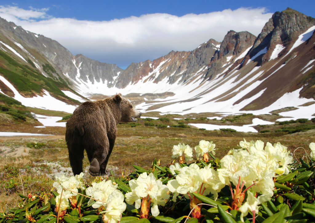 Bear on a Volcanic Crater jigsaw puzzle in Animals puzzles on TheJigsawPuzzles.com