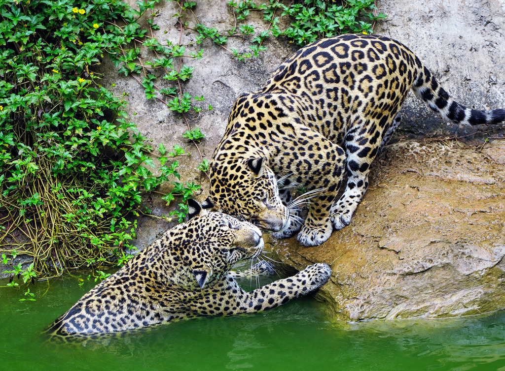 Jaguars Having Fun in the Pond jigsaw puzzle in Animals puzzles on TheJigsawPuzzles.com