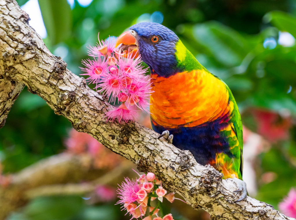 Rainbow Lorikeet on a Corymbia Tree jigsaw puzzle in Animals puzzles on TheJigsawPuzzles.com