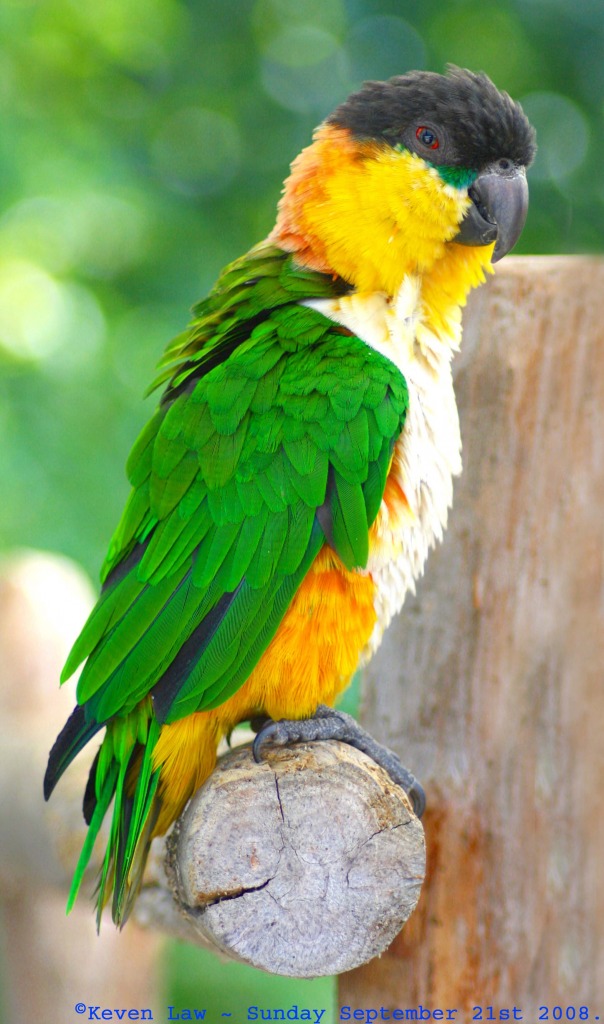 Polly Wanna Cracker jigsaw puzzle in Animals puzzles on TheJigsawPuzzles.com