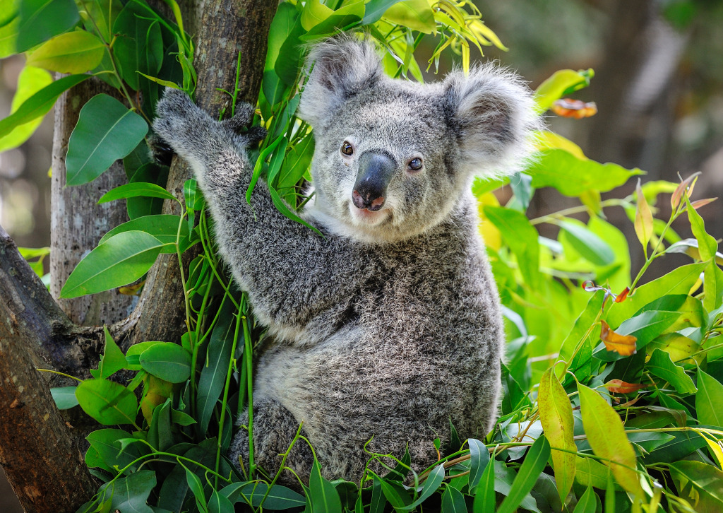 Cute Koala jigsaw puzzle in Animals puzzles on TheJigsawPuzzles.com