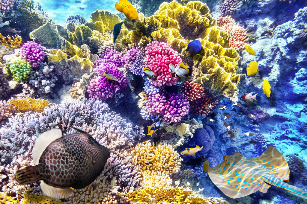 Beautiful Underwater World jigsaw puzzle in Under the Sea puzzles on TheJigsawPuzzles.com