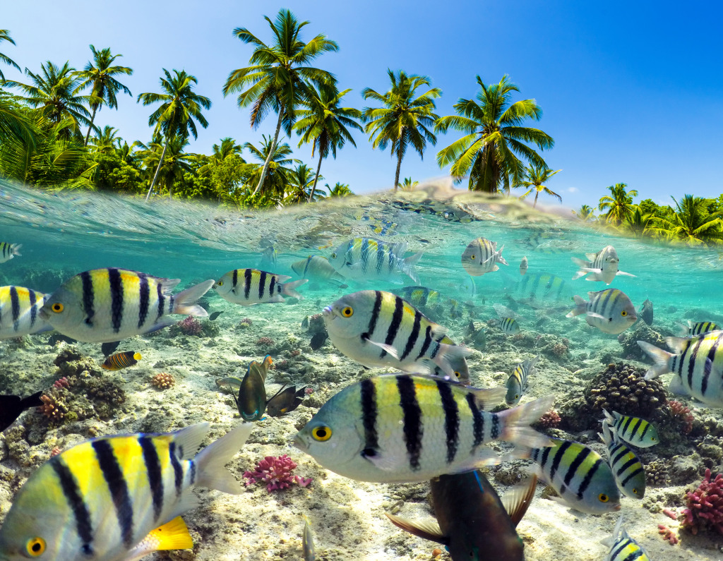 Snorkeling in the Tropical Sea jigsaw puzzle in Under the Sea puzzles on TheJigsawPuzzles.com