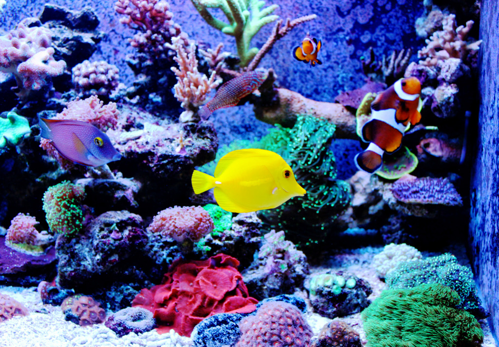 Coral Reef Aquarium jigsaw puzzle in Under the Sea puzzles on TheJigsawPuzzles.com