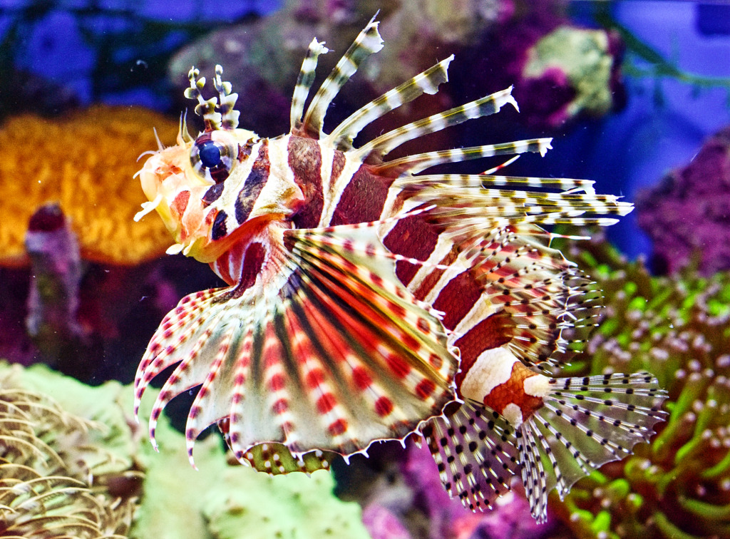 Lionfish jigsaw puzzle in Under the Sea puzzles on TheJigsawPuzzles.com