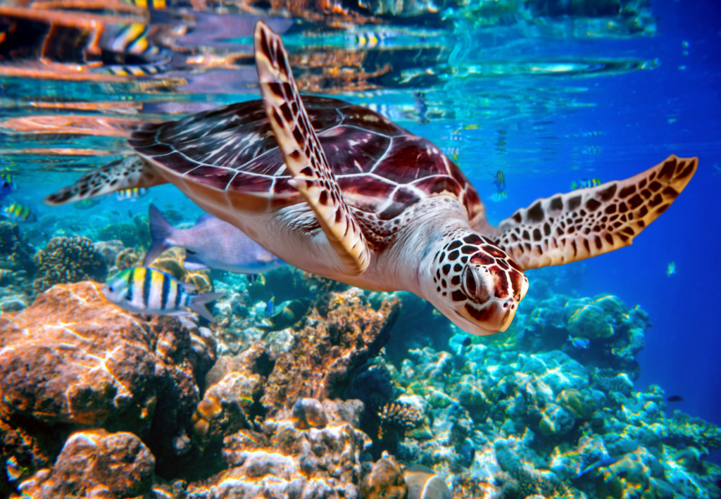 Sea Turtle in the Maldives jigsaw puzzle in Under the Sea puzzles on TheJigsawPuzzles.com