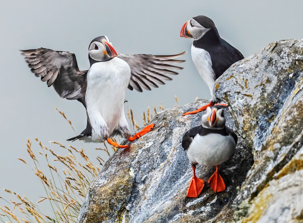 Atlantic Puffins jigsaw puzzle in Animals puzzles on TheJigsawPuzzles.com