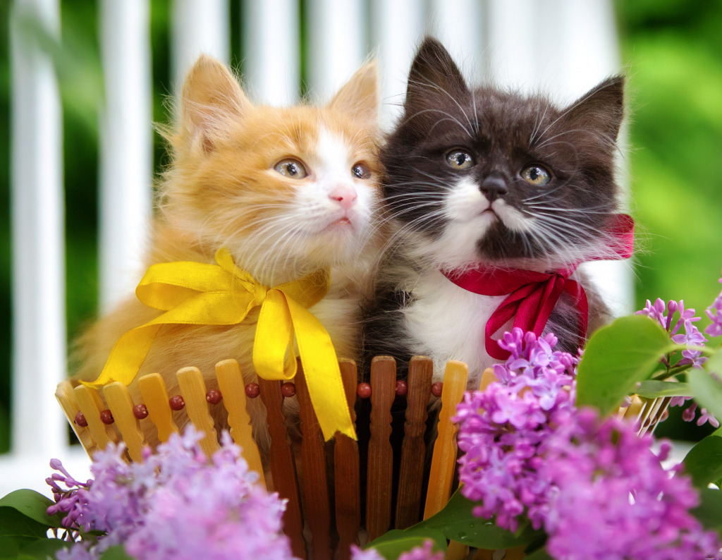 Kittens in a Basket with Flowers jigsaw puzzle in Puzzle of the Day puzzles on TheJigsawPuzzles.com