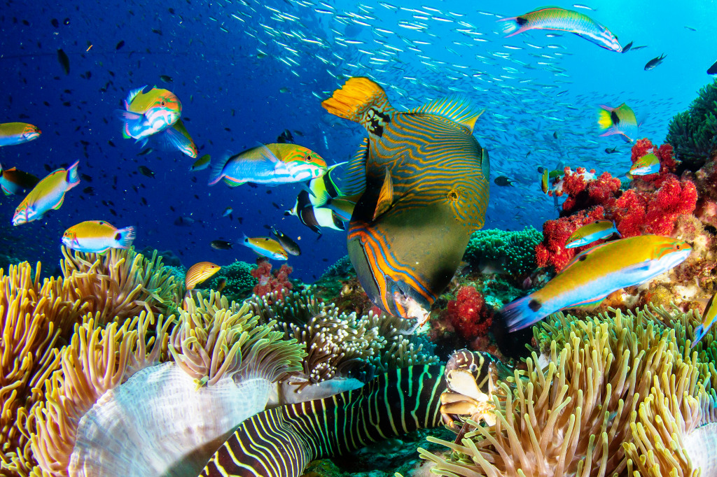 Coral Reef and Fish jigsaw puzzle in Under the Sea puzzles on TheJigsawPuzzles.com